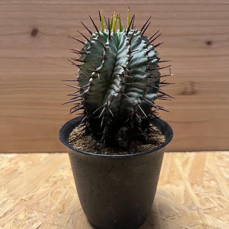 ユーフォルビア ホリダ | GREEN LUCK