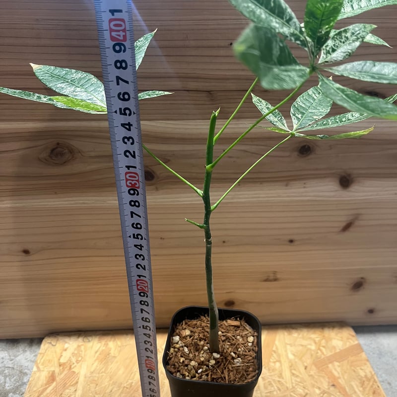 8/26更新　希少　実生　斑入りパキラ　コレクション株 パキラ 斑入り 実生 | GREEN LUCK