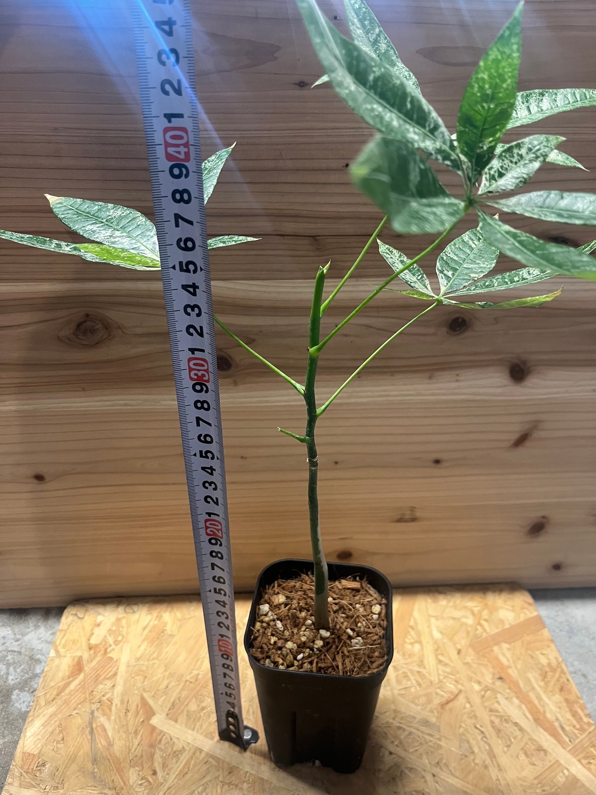 パキラ 斑入り 実生 | GREEN LUCK