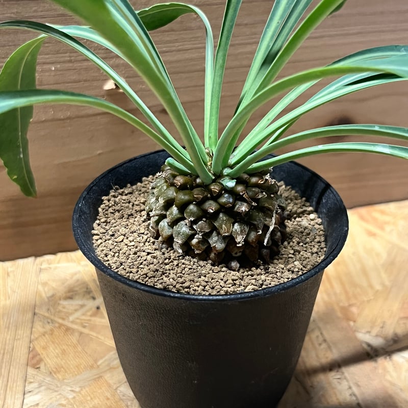 ユーフォルビア ブプレウリフォリア 鉄甲丸 | GREEN LUCK