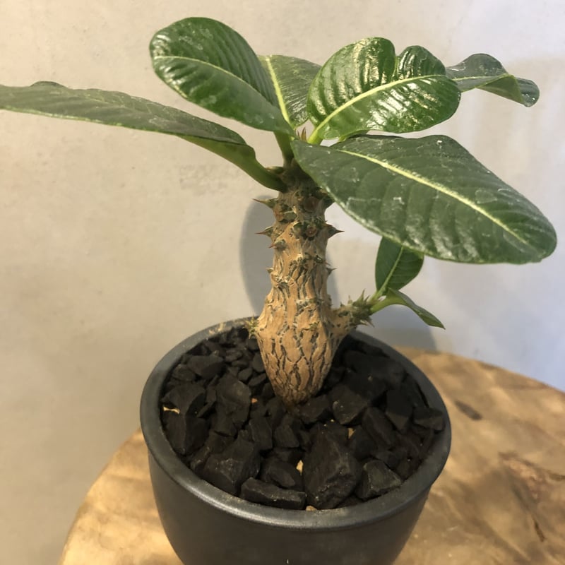 パキポディウム ウィンゾリー×伝市鉢 | GREEN LUCK