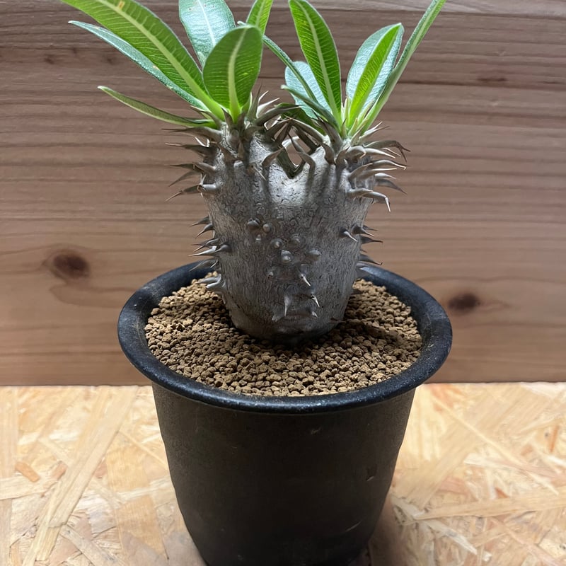 現地球 良型 パキポディウム エブレネウム 現地球】 パキポディウム エブレネウム パキポディウム エブレネウム