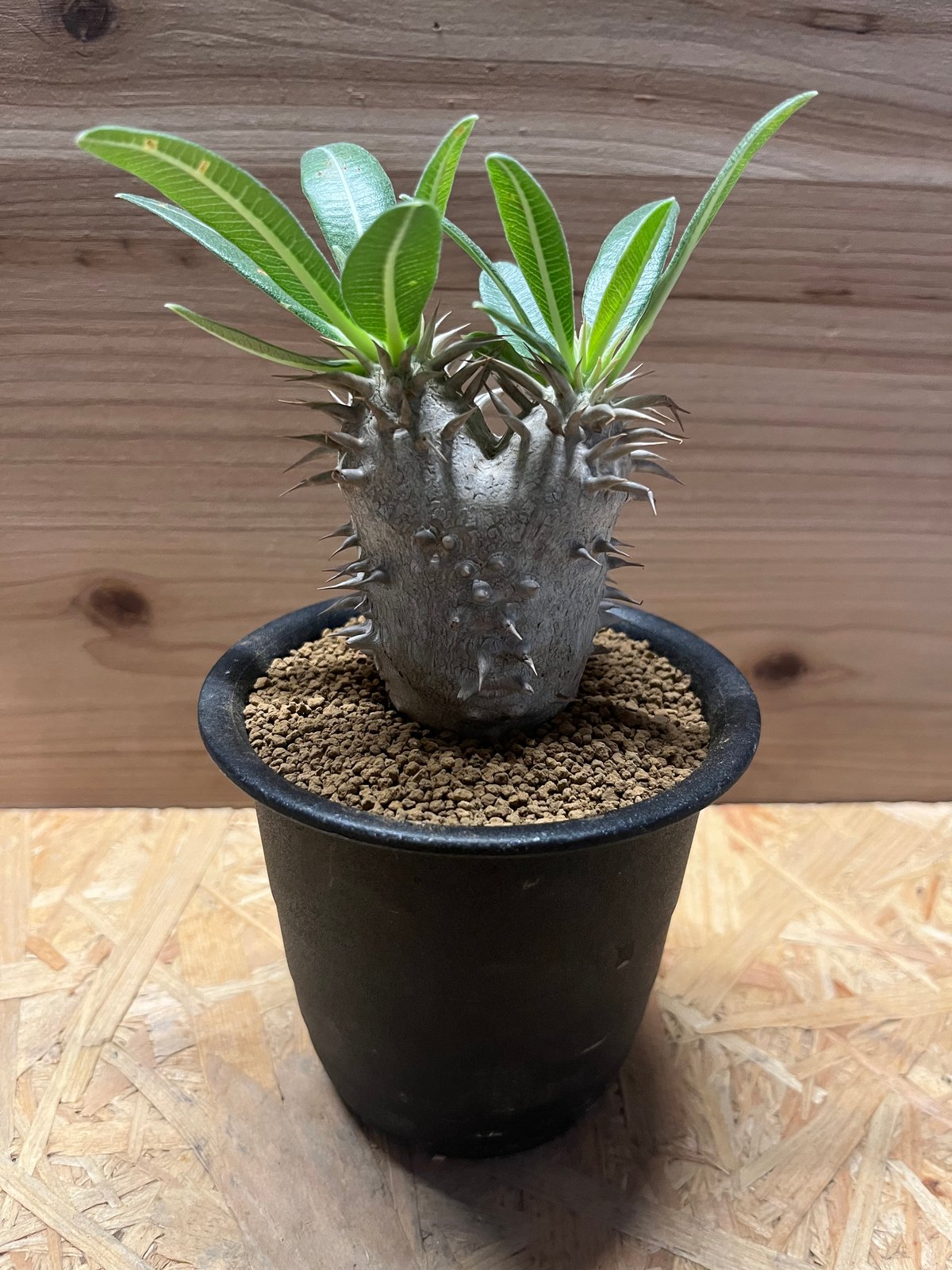 パキポディウム エブレネウム | GREEN LUCK