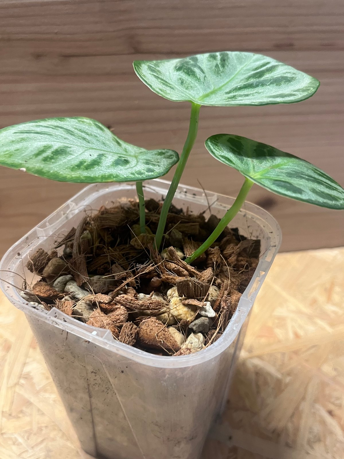 アンスリウム シルバークローム | GREEN LUCK