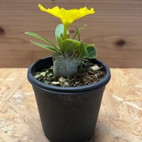 国王丸　カキコ　厳選　コレクション　コピアポア　シネレア Yahoo!オークション - Copiapoa cinerea コピアポア シネレア 黒