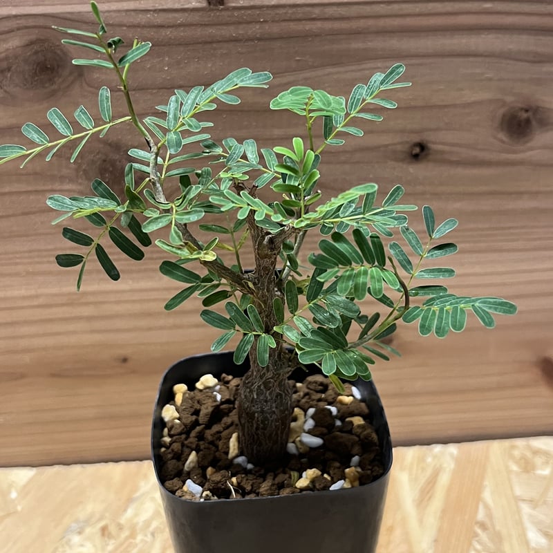 センナ メリディオナリス | GREEN LUCK