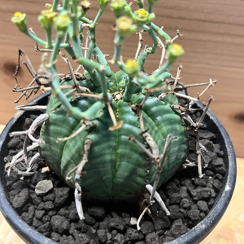 ユーフォルビア スーパーバリダ | GREEN LUCK