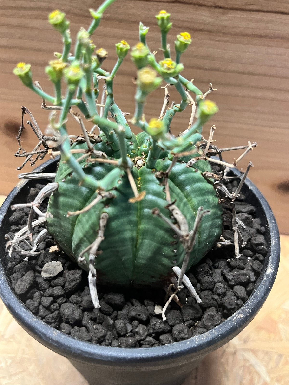 ユーフォルビア スーパーバリダ | GREEN LUCK