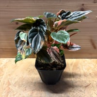 フィロデンドロン 'エメラルドクイーン' 斑入り | GREEN LUCK