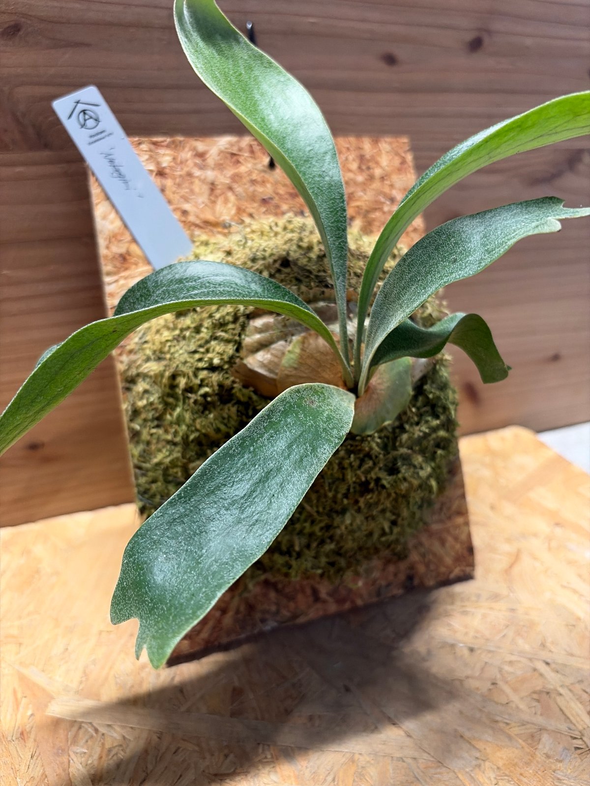 観葉植物 ビカクシダ ヒリー 'ノコギリ' TC