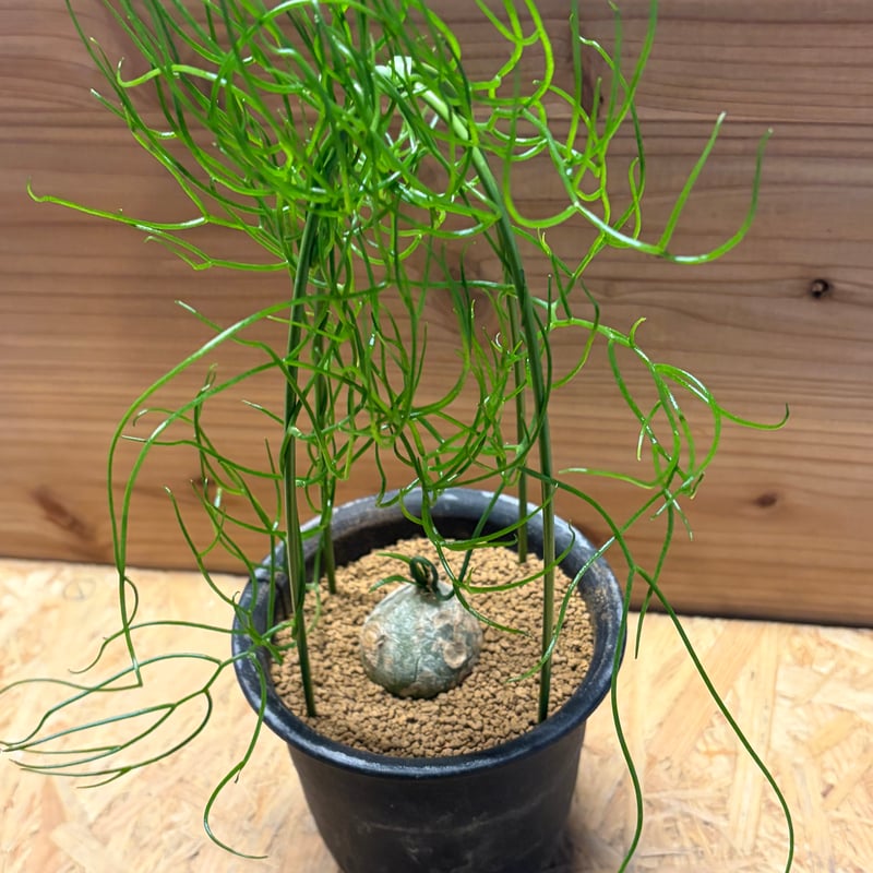 ボウィエア ボリュビリス 蒼角殿 3球植え 素焼き鉢植え ボウィエア ボルビリス 蒼角殿 | GREEN LUCK