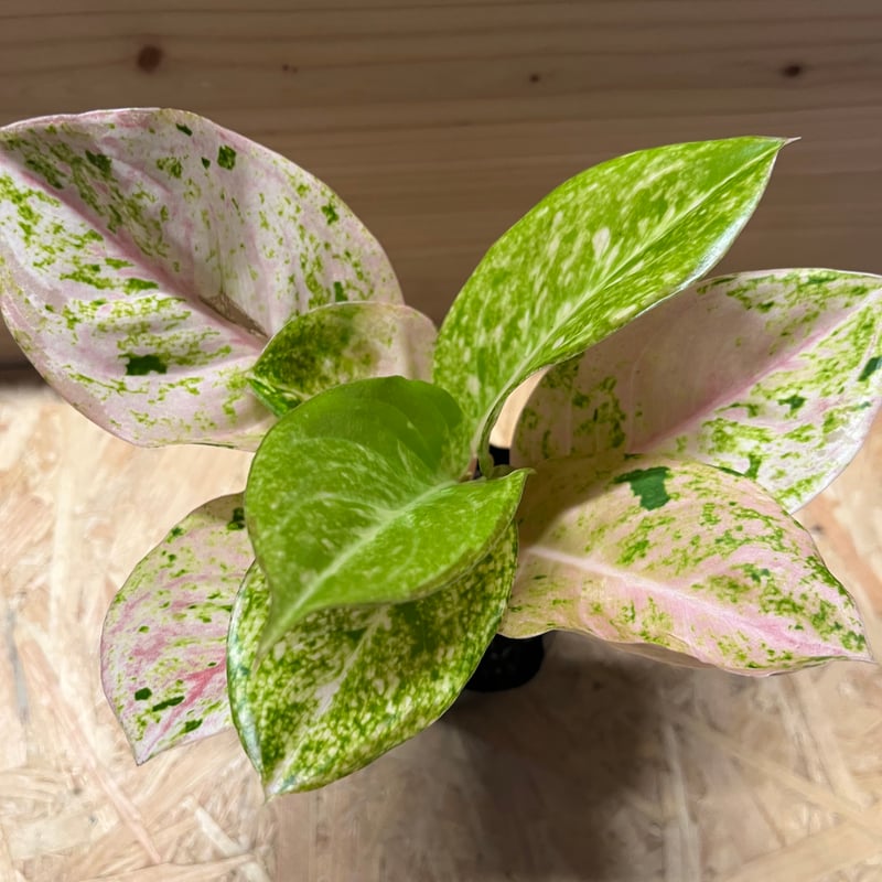 アグラオネマ ピンクイメリタス | GREEN LUCK