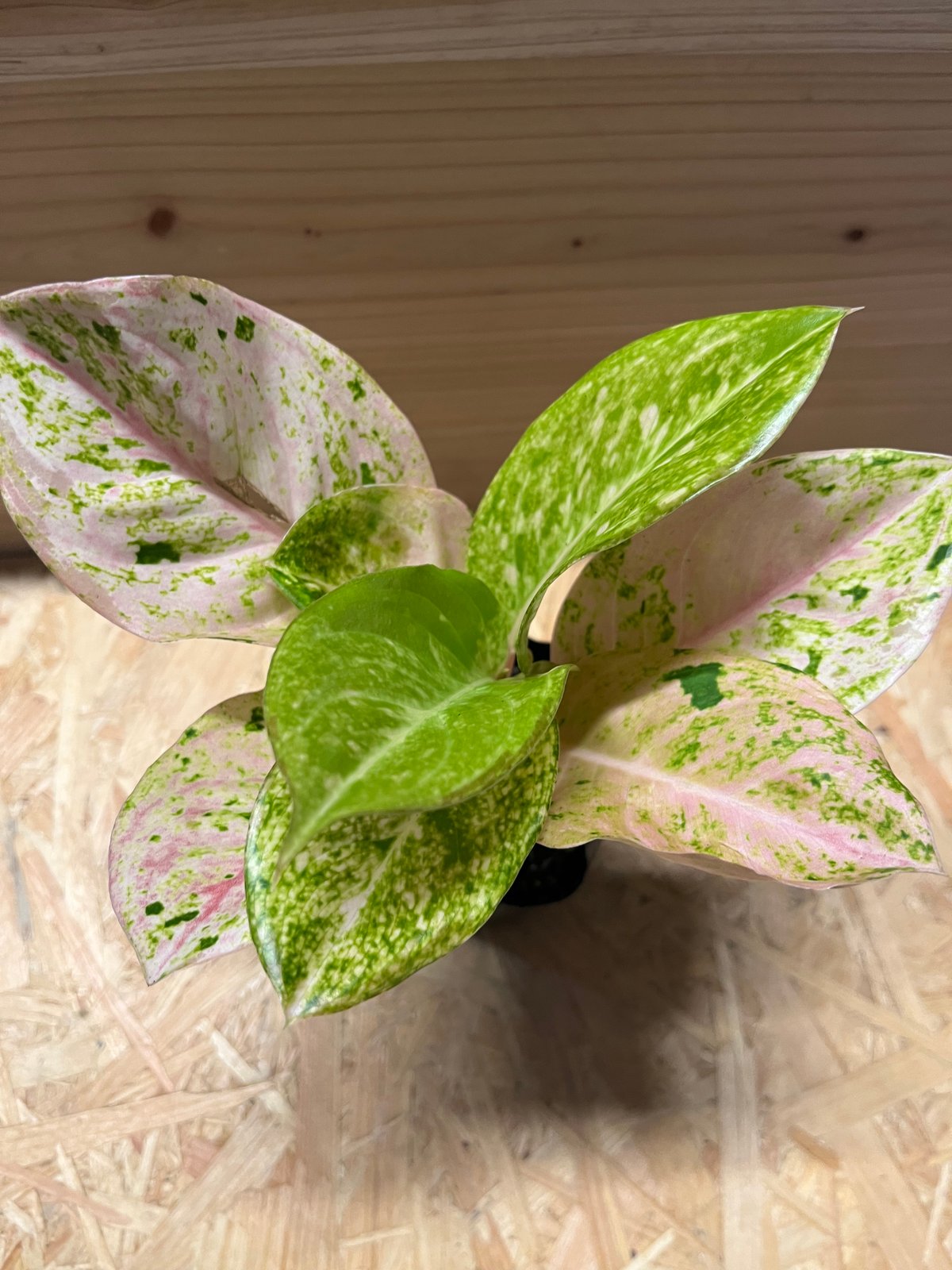 アグラオネマ ピンクイメリタス | GREEN LUCK