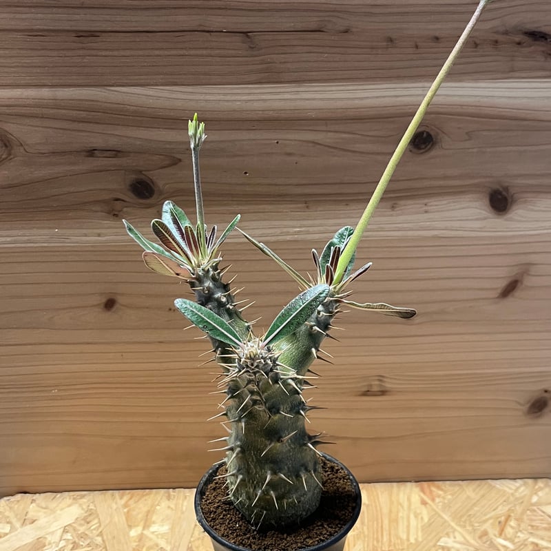 パキポディウム　カクチペス　赤肌 パキポディウム・カクチペスの育て方｜赤い肌をもつ