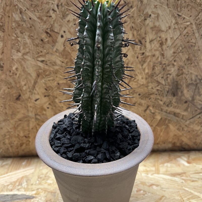 ユーフォルビア ホリダ×伝市鉢 | GREEN LUCK