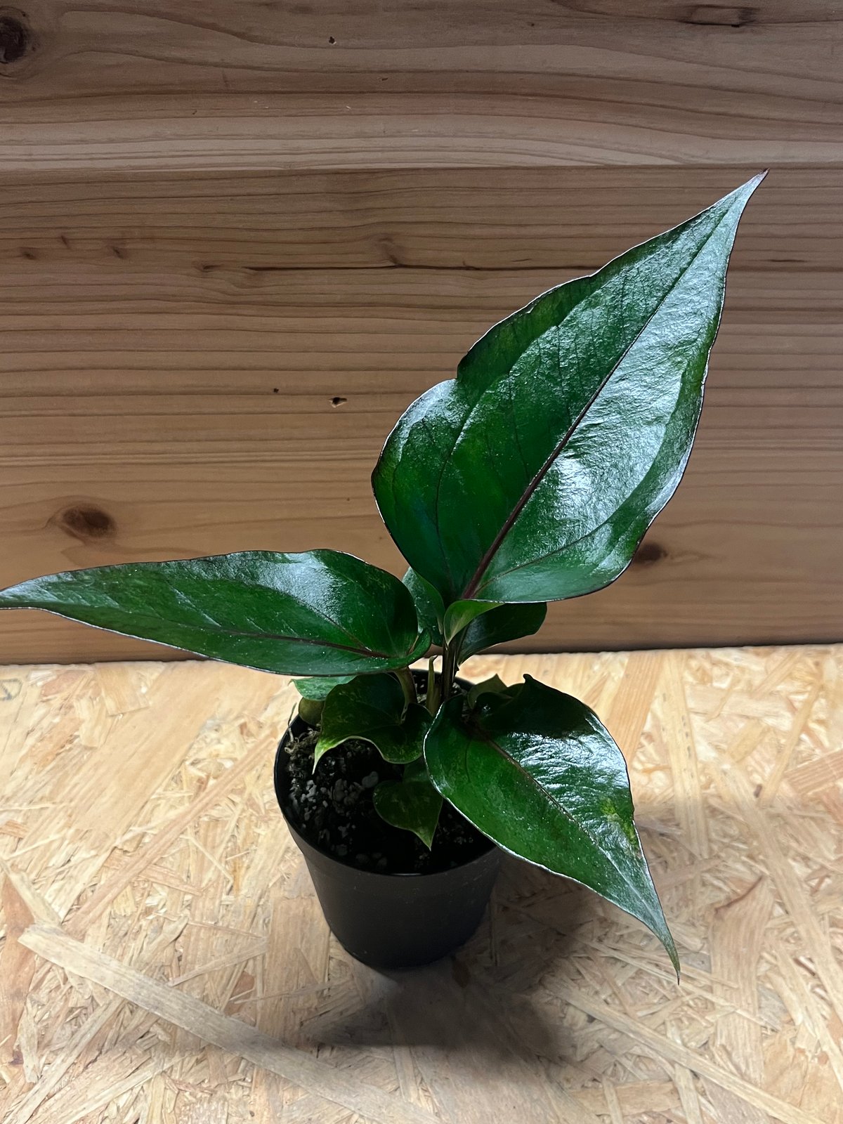 アンスリウム フーケリー 'ブラックドラゴン' | GREEN LUCK