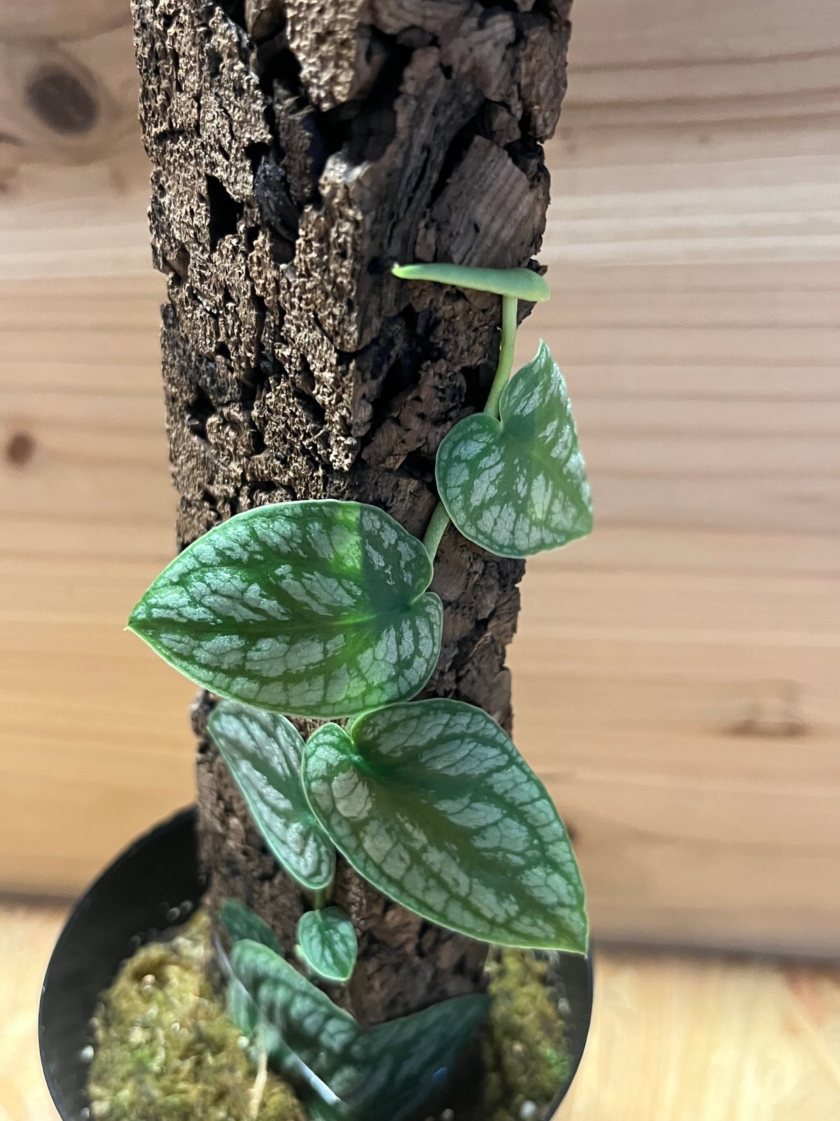 モンステラ デュビア | GREEN LUCK