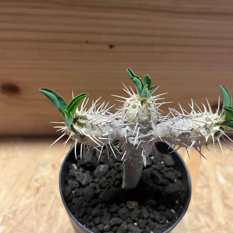 ユーフォルビア ギラウミニアナ eg32 Euphorbia guillauminiana【ユーフォルビア・ギラウミニアナ