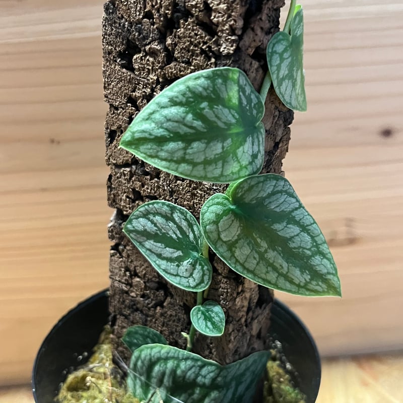 モンステラ デュビア | GREEN LUCK