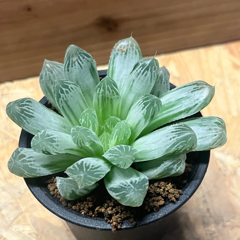 こげ出品です！　ハオルチア　オブツーサ錦　カキ仔苗 こげ出品です！ ハオルチア オブツーサ錦 カキ仔苗 ハオルチア