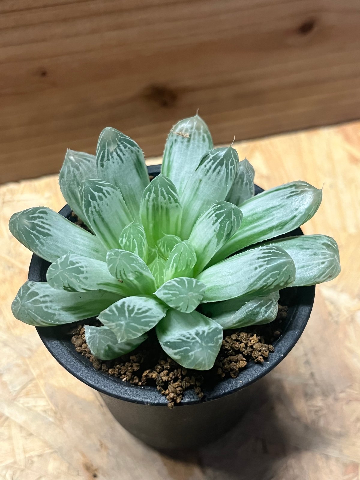 ハオルチア オブツーサ 錦 | GREEN LUCK