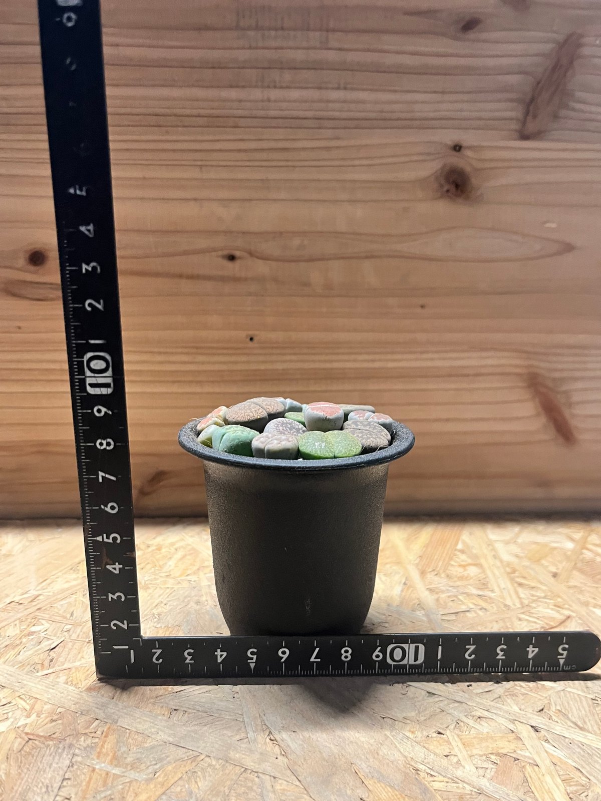 リトープス | GREEN LUCK