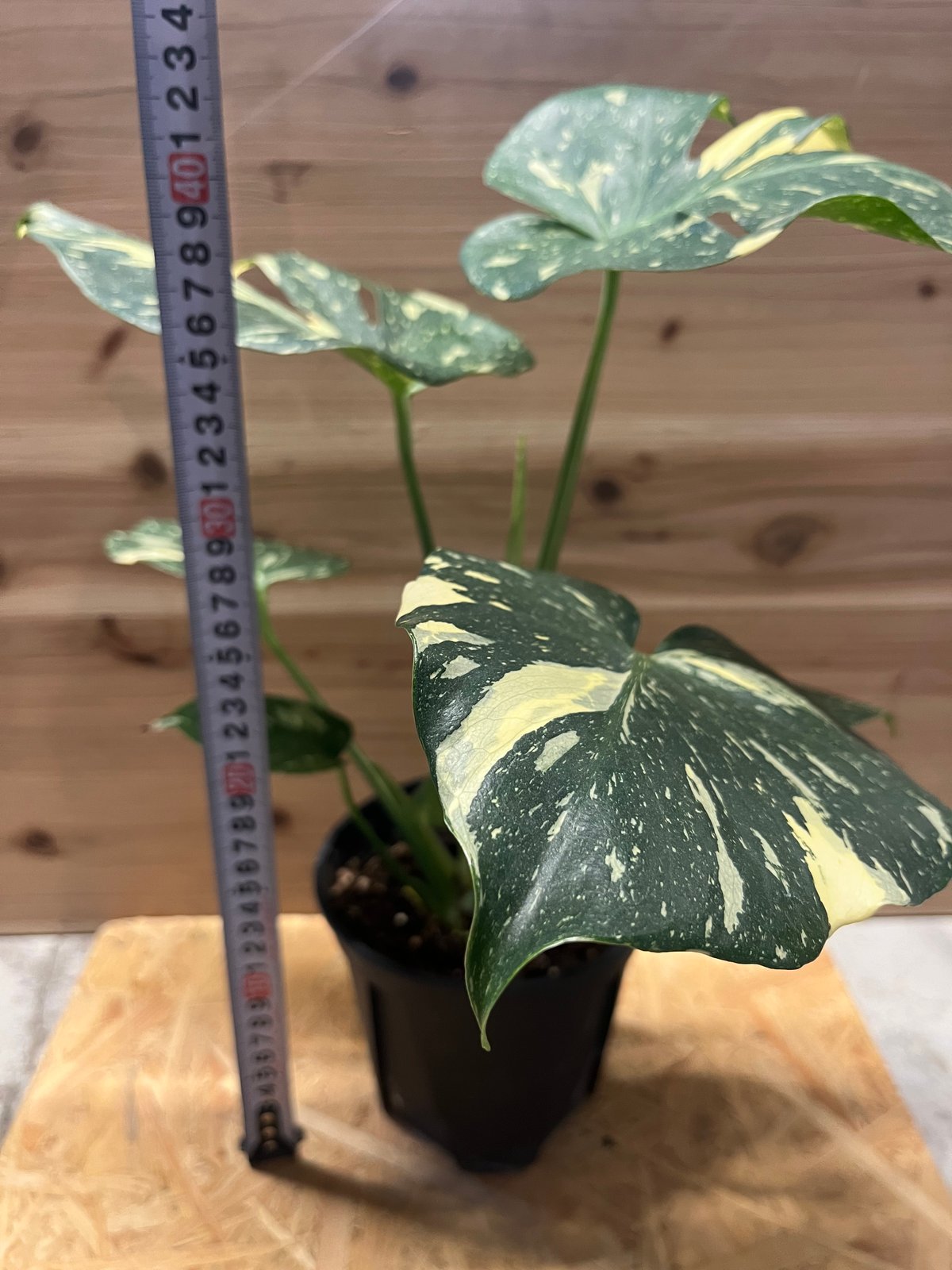 斑入りモンステラ デリシオーサ イエローモンスター | GREEN LUCK