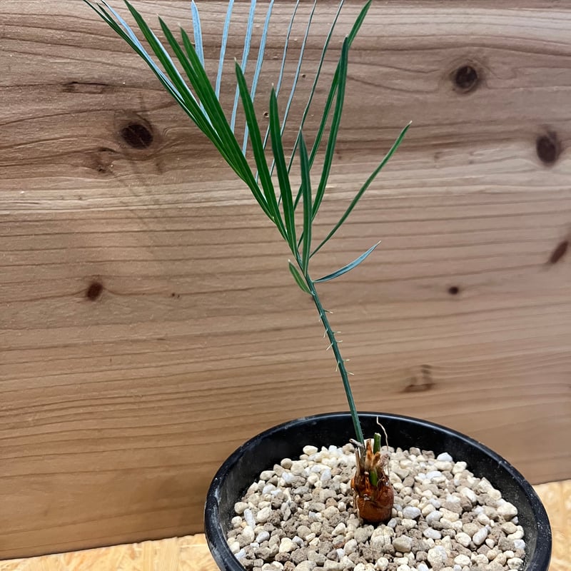 サイカス カイルンシアナ | GREEN LUCK