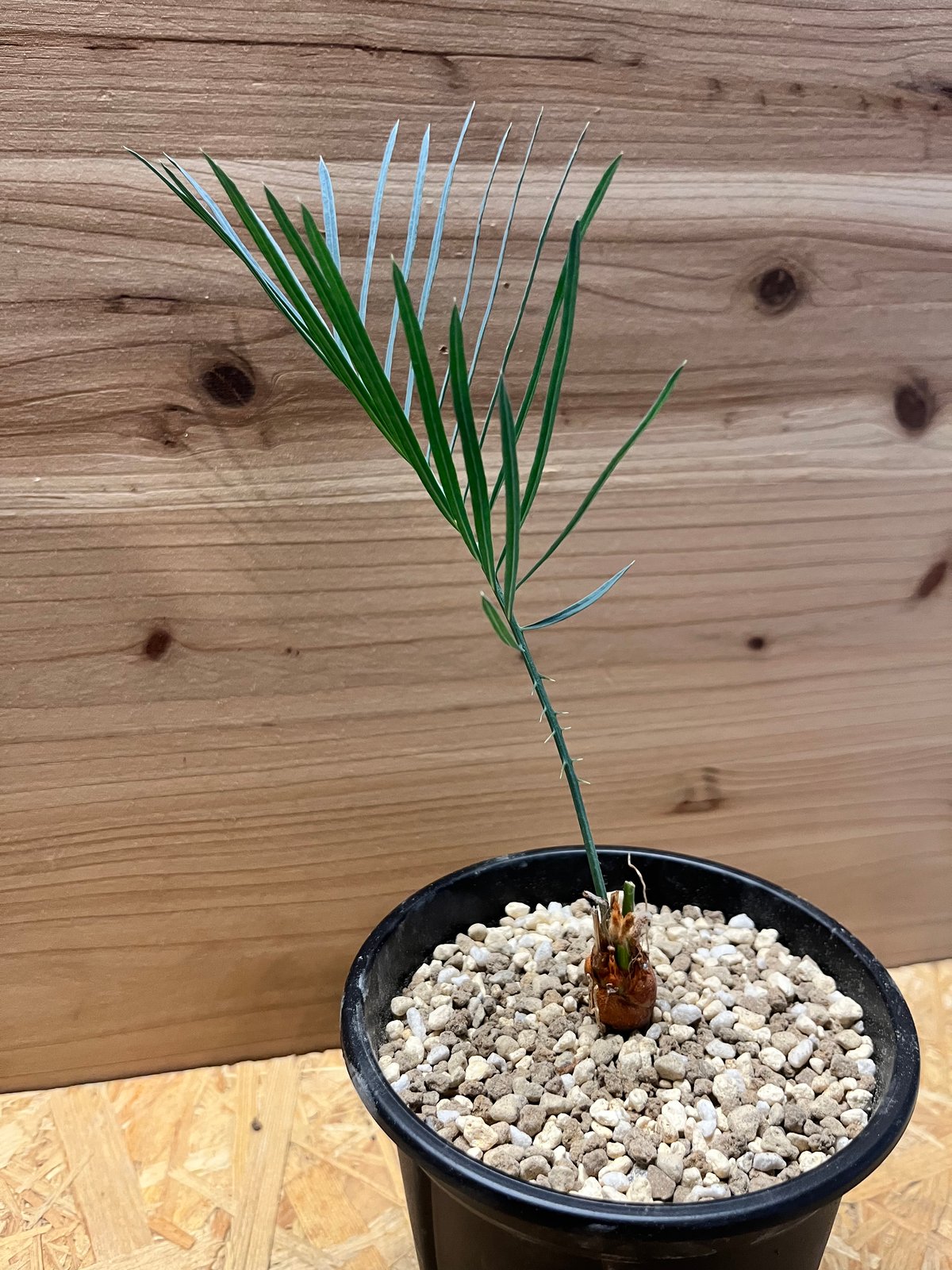 サイカス カイルンシアナ | GREEN LUCK