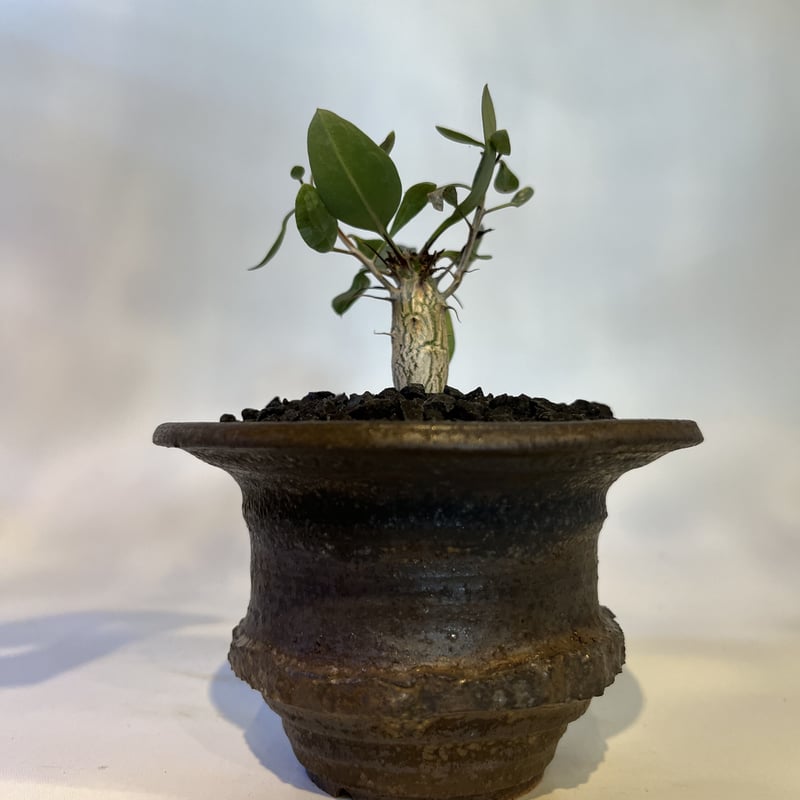 フォークイエリア コルムナリス 観峰玉×土京鉢 | GREEN LUCK