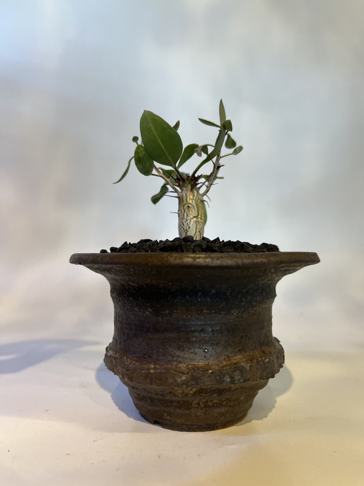 フォークイエリア コルムナリス 観峰玉×土京鉢 | GREEN LUCK