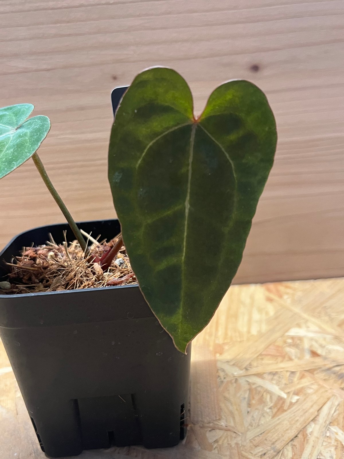 アンスリウム エースオブスペード | GREEN LUCK