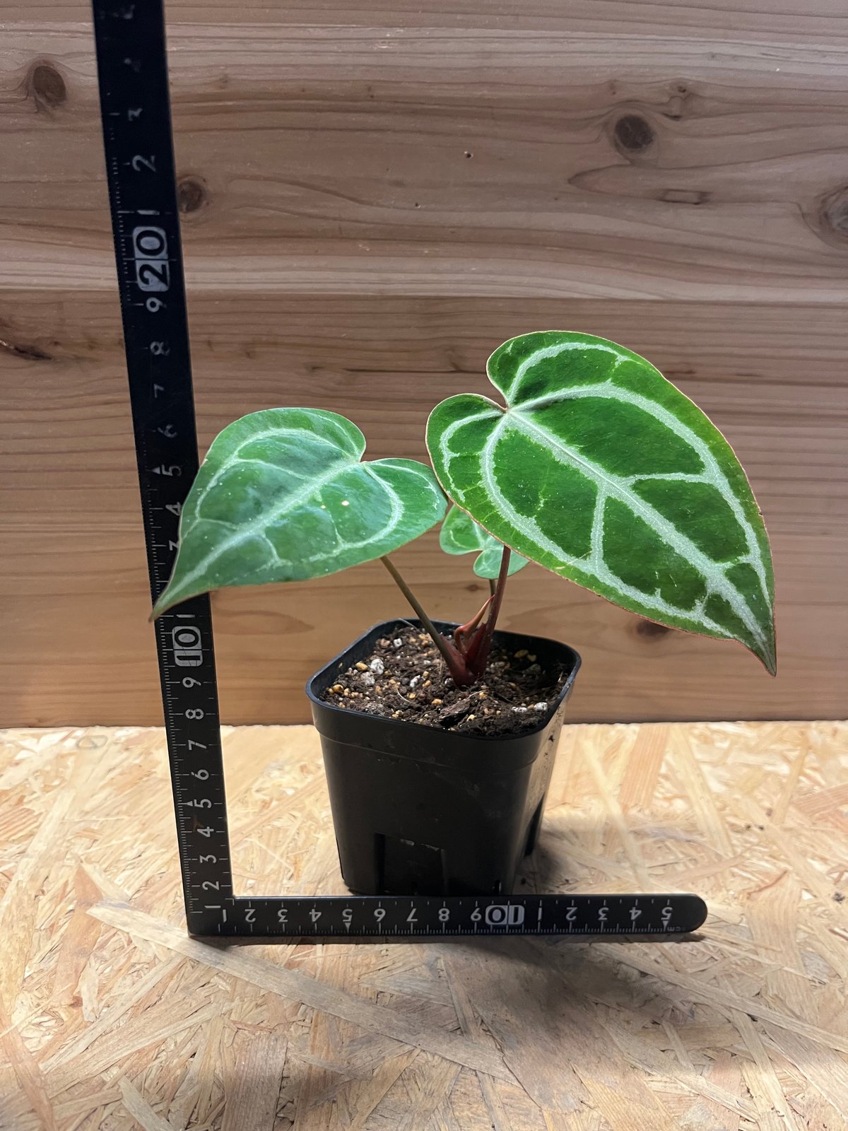 アンスリウム クリスタリナム | GREEN LUCK