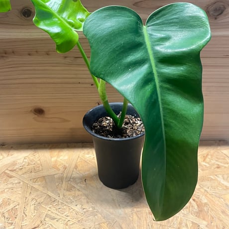 フィロデンドロン | STORES