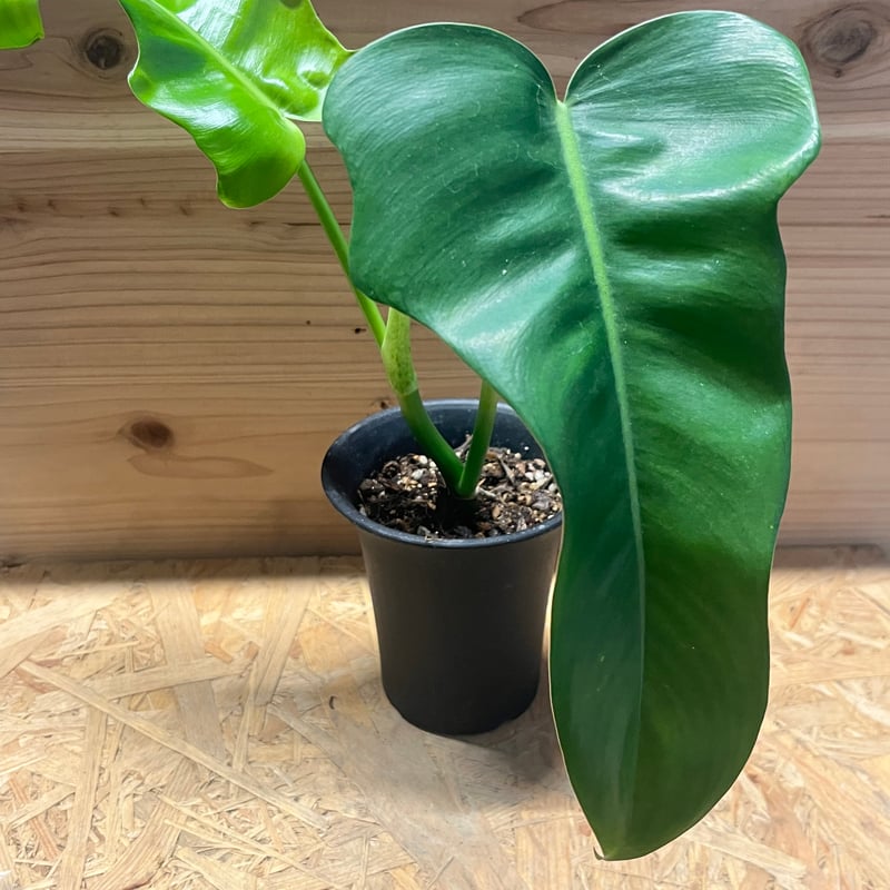 フィロデンドロン　リンハンノニアエ フィロデンドロン リンハンノニアエ(結構レア)直近写真7-10まで。新芽