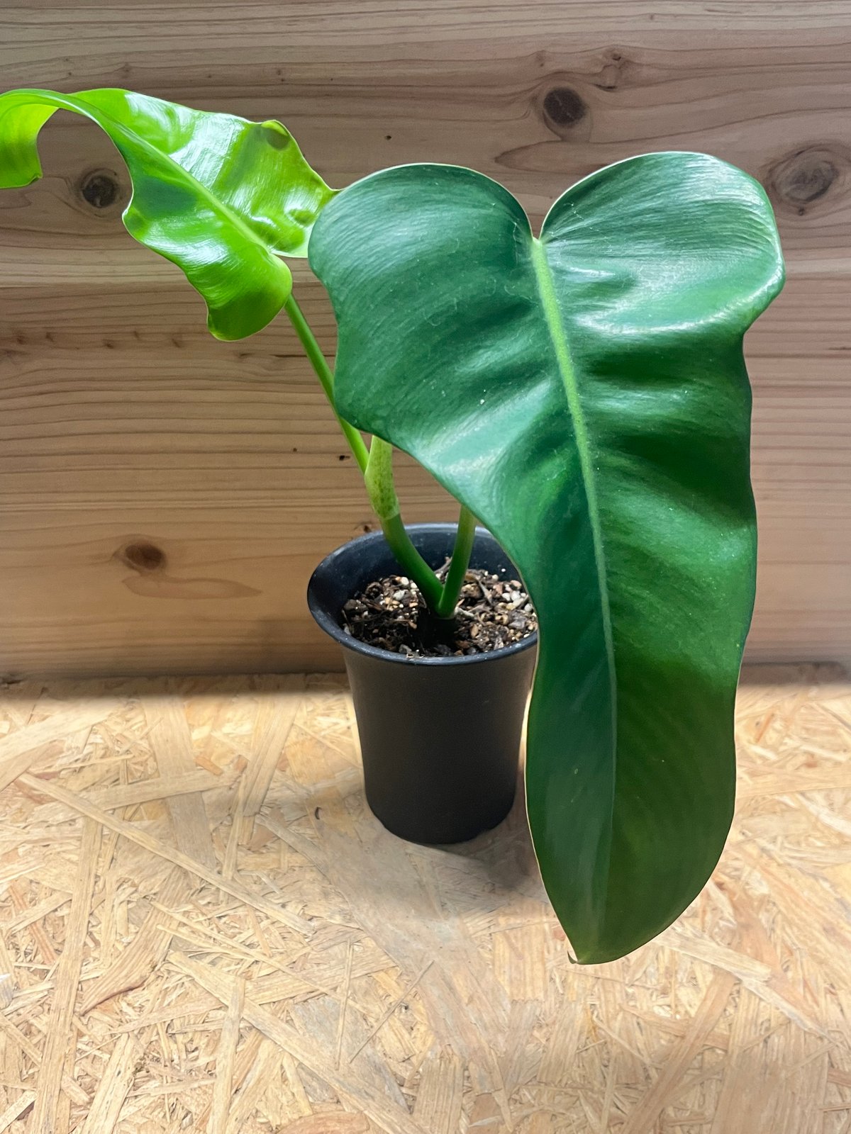 89 フィロデンドロン　エメラルドクィーン　斑入り　成長点多数　石化 Yahoo!オークション - 「Em」NEW Philodendron Emerald Queen Variegat