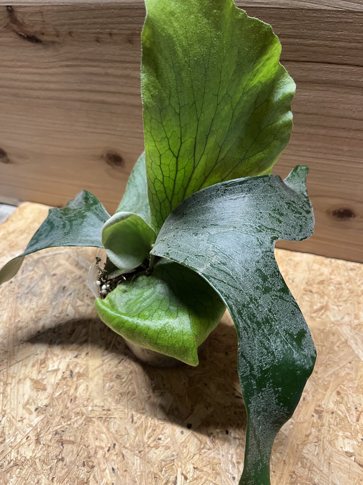 ステマリア　大株　ビカクシダ Amazon｜【おしゃれな壁掛け観葉植物】ビカクシダ ステマリア 大