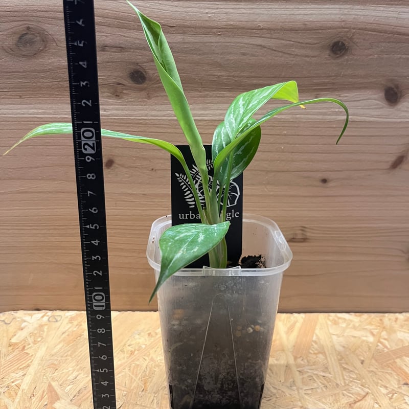 アグラオネマ ニティドゥム カーティシー | GREEN LUCK