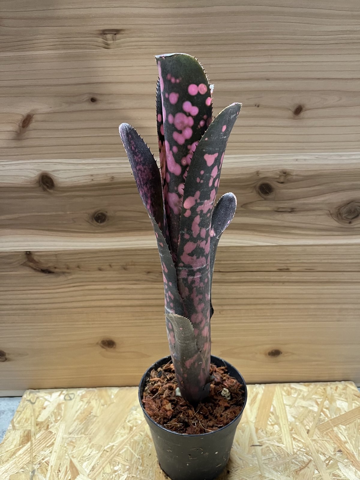 ビルベルギア インセンディアリーデライト | GREEN LUCK