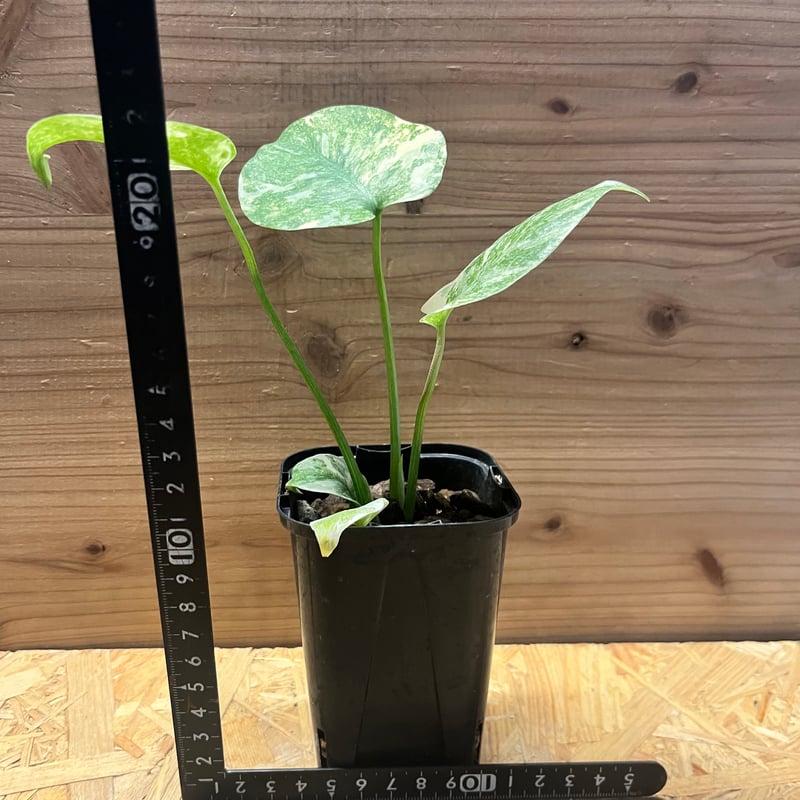 モンステラ デリシオーサ 'レガシー' | GREEN LUCK