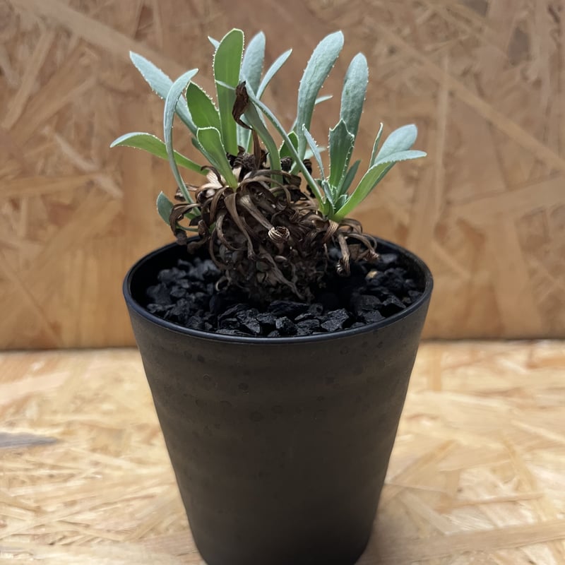 オトンナ レトロルサ | GREEN LUCK