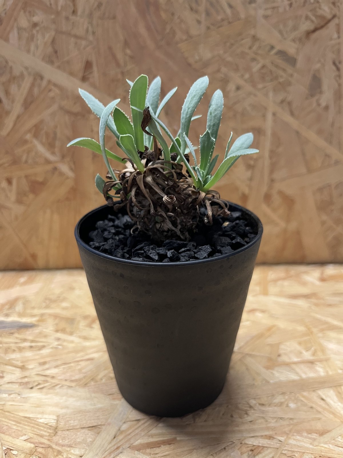 オトンナ・レトロルサ（Othonna retrorsa）／現地球・発根済み