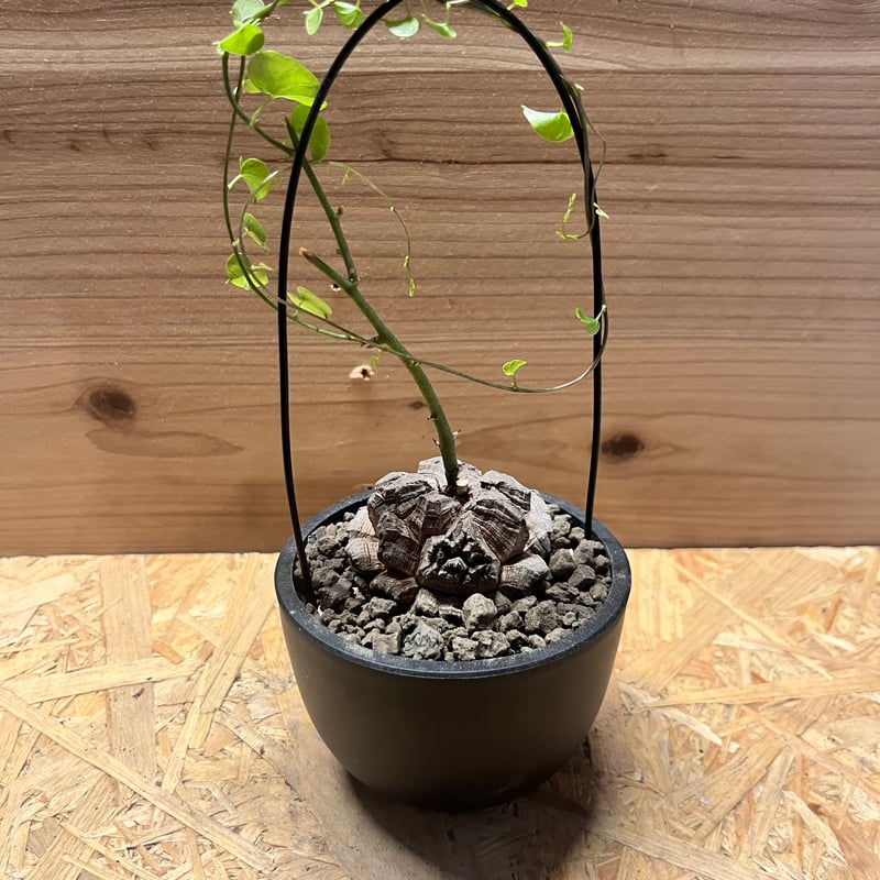 ディオスコレア エレファンティペス 亀甲竜 | GREEN LUCK