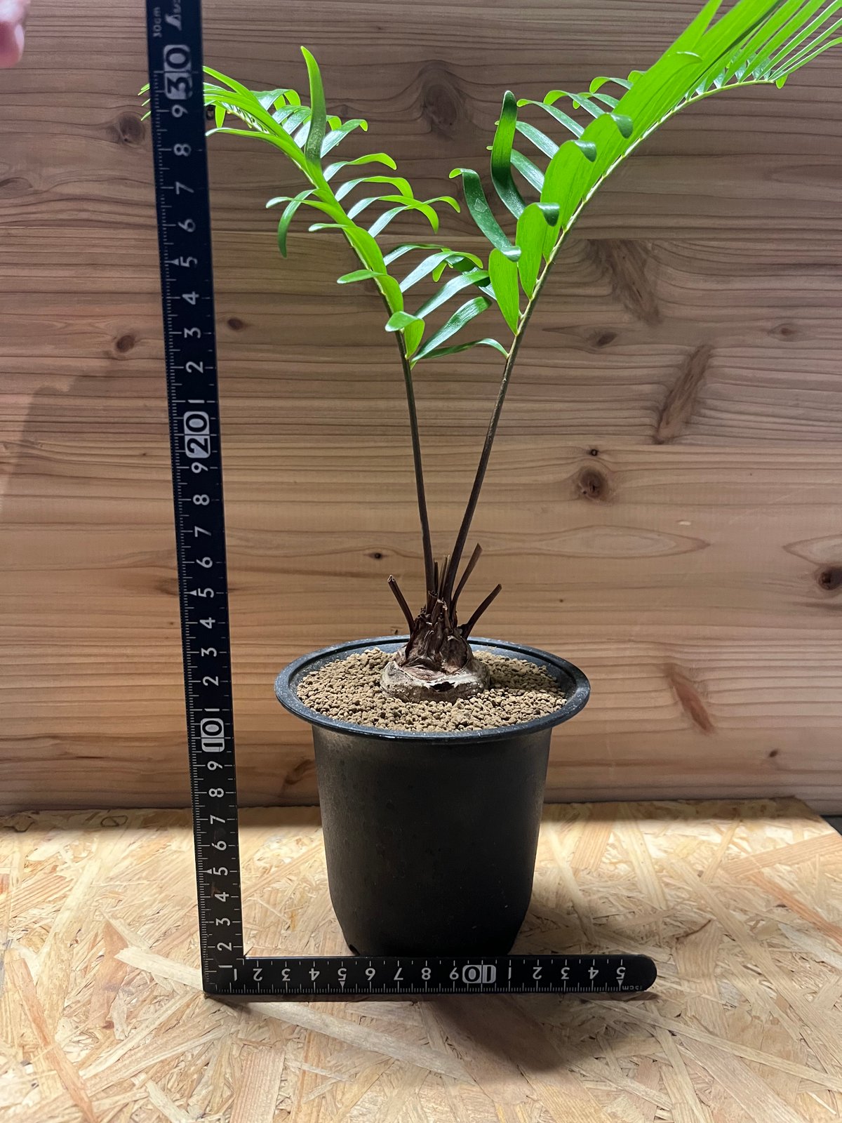 ザミア フロリダーナ | GREEN LUCK