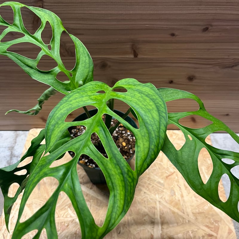 モンステラ エスケレート | GREEN LUCK