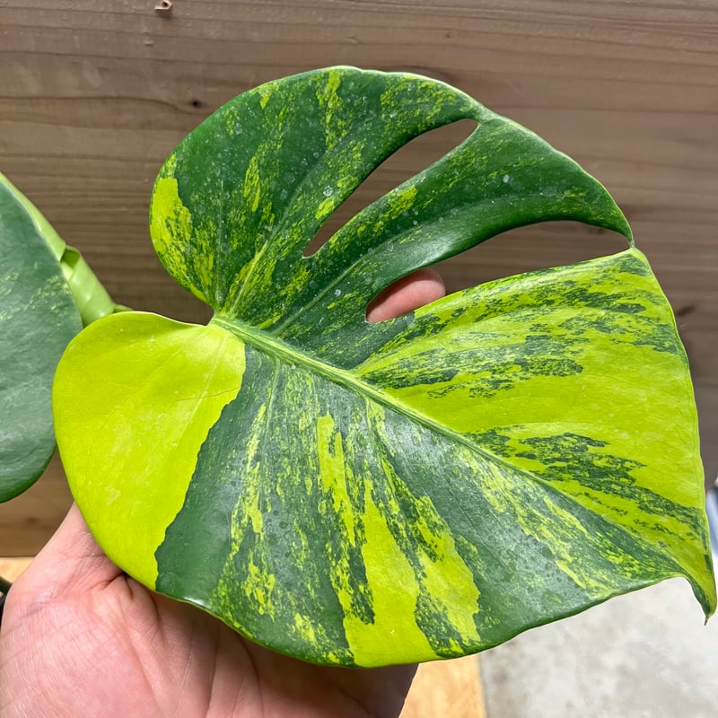 モンステラ デリシオーサ 'ポンポン' | GREEN LUCK