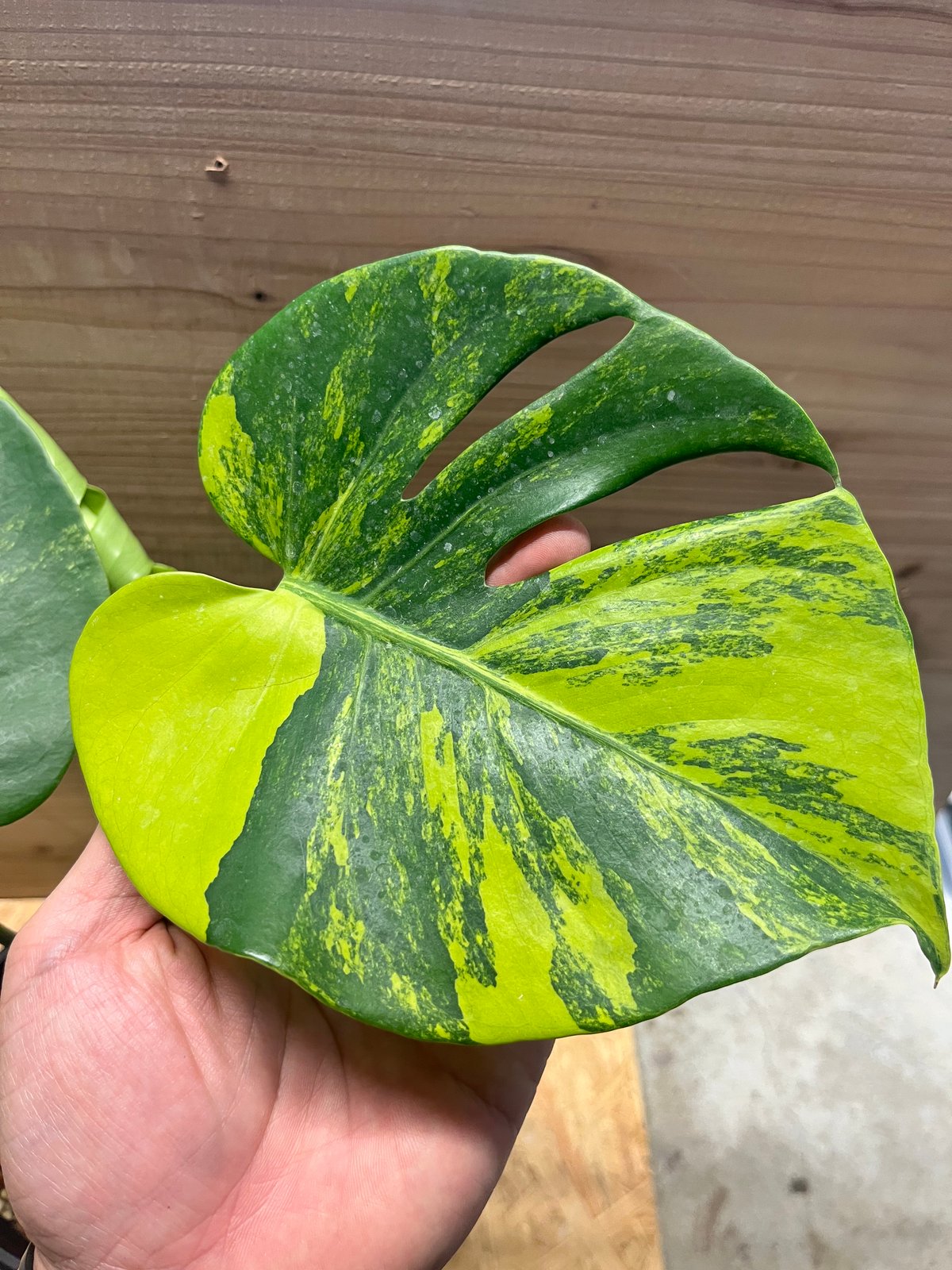 fit=scale-down,w=1200