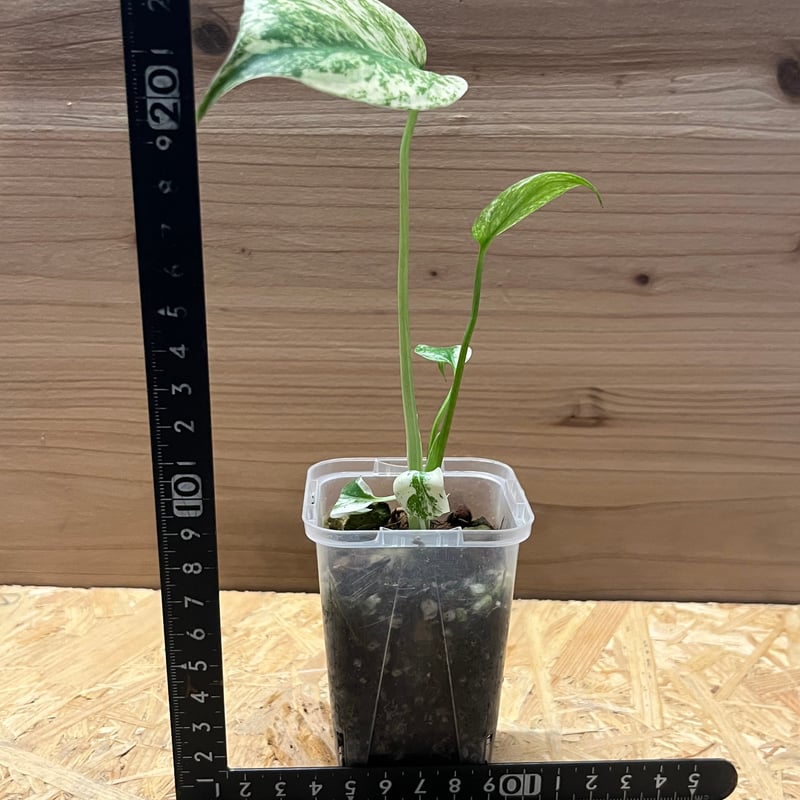 モンステラ デリシオーサ ミント | GREEN LUCK