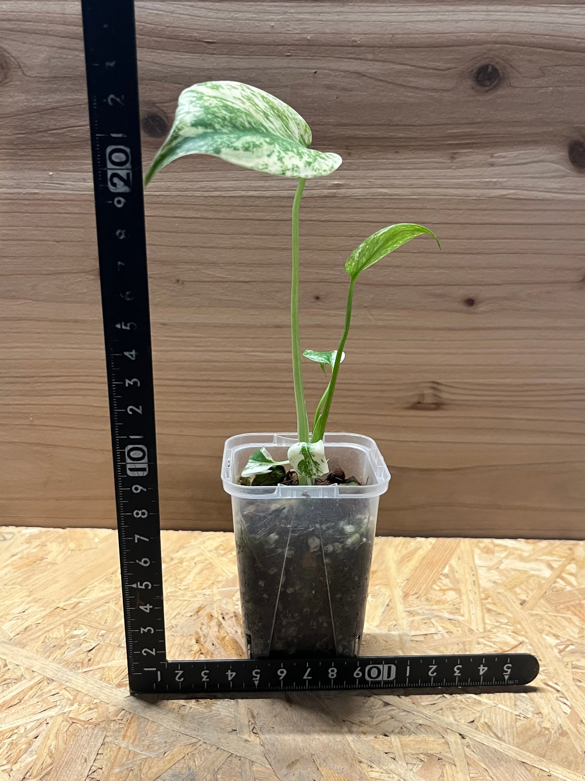 モンステラ デリシオーサ ミント | GREEN LUCK