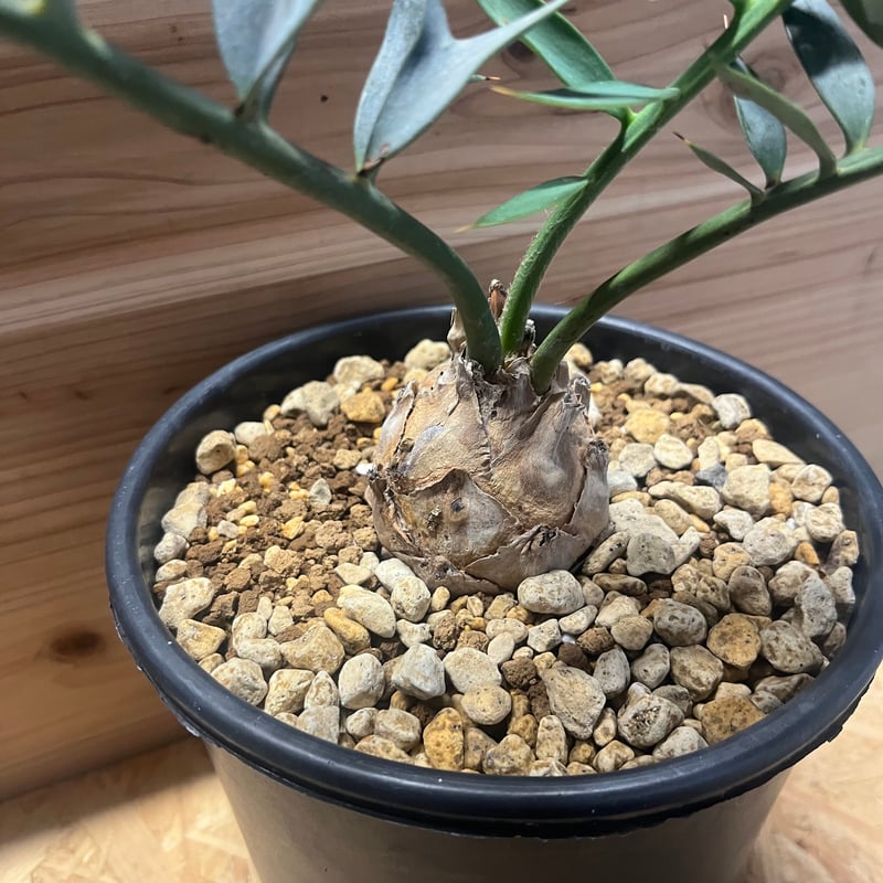 エンセファラルトス ホリダス | GREEN LUCK